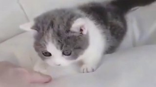OMG So Cute Cats ♥ Best Funny Cat Videos 2021 ♥ cute and funny cat complement video #82