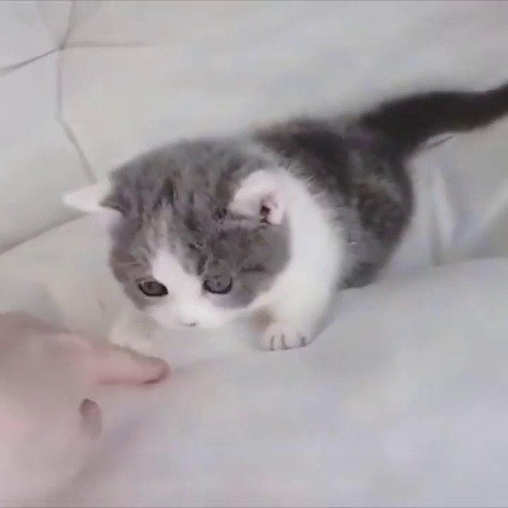 OMG So Cute Cats ♥ Best Funny Cat Videos 2021 ♥ cute and funny cat complement video #82