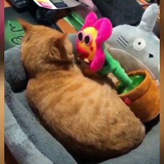 OMG So Cute Cats ♥ Best Funny Cat Videos 2021 ♥ cute and funny cat complement video #79