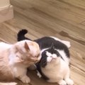 OMG So Cute Cats ♥ Best Funny Cat Videos 2021 ♥ cute and funny cat complement video #77