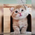 OMG So Cute Cats ♥ Best Funny Cat Videos 2021 ♥ cute and funny cat complement video #74