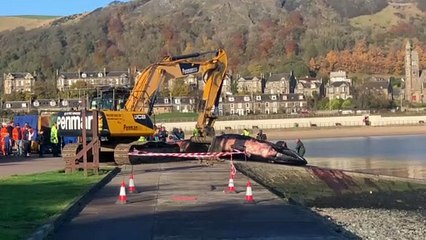 Dead sei whale in Burntisland