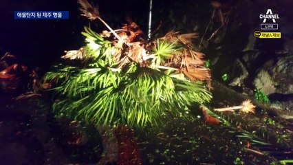 너무 커버린 제주도 ‘명물’ 야자수…“도심이여 안녕”