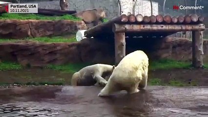 Polar bears romp in Oregon zoo compound