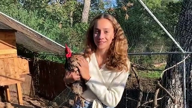 Malgré les plaintes des voisins, Ilana ne veut pas faire taire le coq qu’elle a vu naître àSix-Fours
