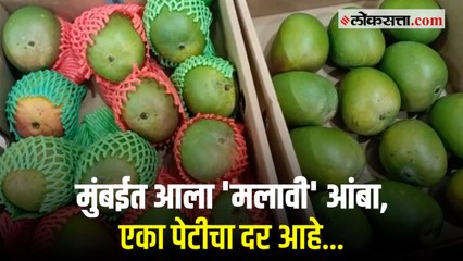 मलावी या देशातून आलेल्या आंब्याची मुंबई कृषी उत्पन्न बाजार समितीत आवक