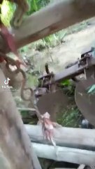 Virall.. Ular Piton Besar ini Salah Pilih Mangsa