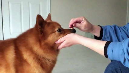 Finnish Spitz's unbelievable tricks