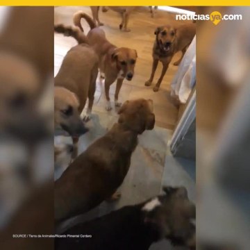 Hombre rescató a cientos de animales callejeros de huracán Delta