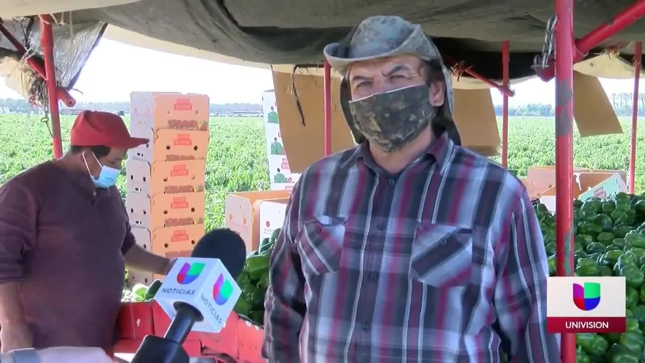 mascarilla para campesinos