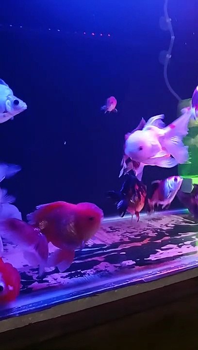 Aquarium Fish