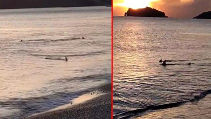 Muğla'daki köpek balığı görüntülerine uzman yorumu: Denizlerin sağlıklı olduğunu gösteriyor