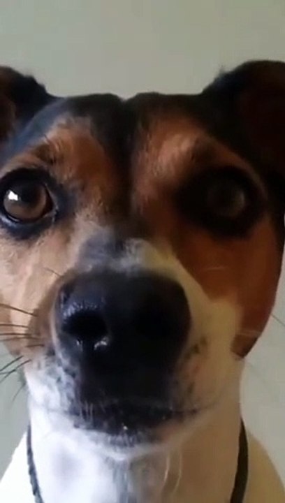 funny dog and cat video