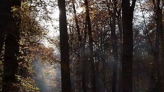 Folhas de outono caindo na floresta