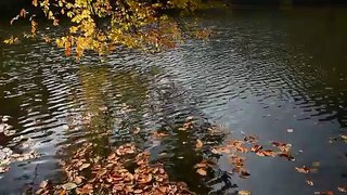 Folhas de outono fluindo na água