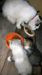 Kucing kesayangan lagi makan siang