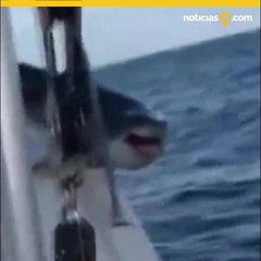Video: Tiburón salta a un bote y se queda atorado