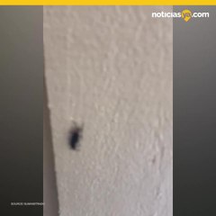 VIDEO: En el aire los insectos del amor en la Florida, pero son dañinos