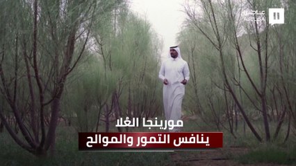 مورينجا العُلا ينافس التمور والموالح.. فما هي استخداماته التي جعلته المشروع الأكثر ربحًا للكثيرين؟