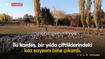 Genç kardeşlerin örnek başarısı: 160 kazla başladılar, şimdi 1000 kazları var