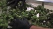 VIDEO: ¿Qué pasará ahora tras la legalización de la marihuana?