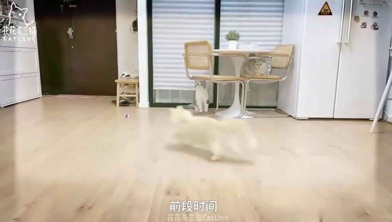 OMG So Cute Cats ♥ Best Funny Cat Videos 2021 #1