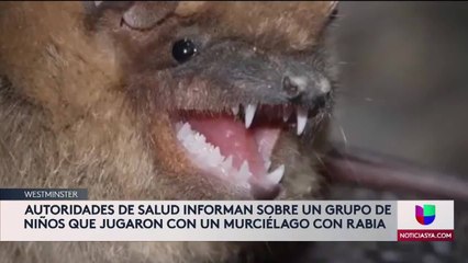 MURCIELAGO CON RABIA Colorado 5pm 080720 - Clip