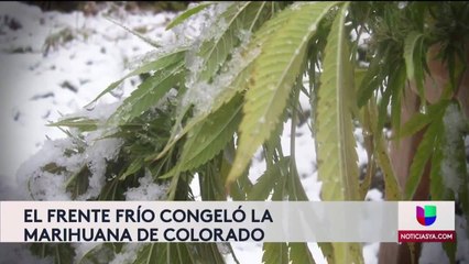 El frío congeló la marihuana de Colorado