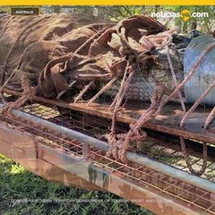 Hombre encuentra dos pitones colgando del techo de su casa en Australia