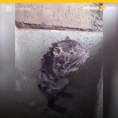 Rata toma un baño