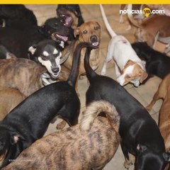 Mujer rescata a 97 perros para protegerlos de huracan Dorian