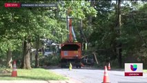 Arboles caídos en DMV