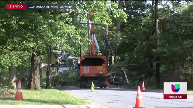 Arboles caídos en DMV
