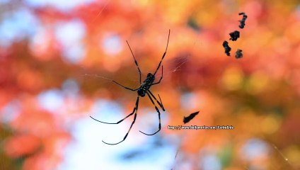 4K Spiders web in autumn 蜘蛛の巣　秋