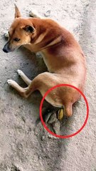 VIRAL! Anjing Ekor Buntung