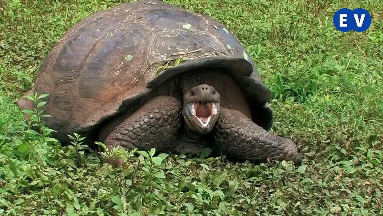 Reptilia apakah yang panjang umur ?