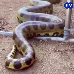 Ular apakah terbesar di dunia ?