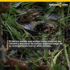 Millones de cigarras atacaran el cielo