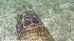 Los científicos usan drones para capturar imágenes increíbles de tortugas