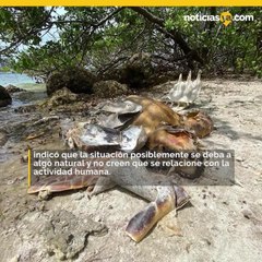 Peces muertos en Miami