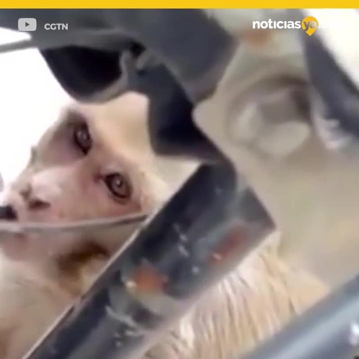 Mono roba gasolina.mp4
