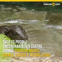 Naci adorable hipoptamo en el San Diego Zoo