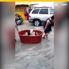 Familia perdió todo en huracán, pero rescataron a sus perritos