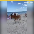 VIDEO: Caballo salvaje patea a mujer que lo golpea con una pala