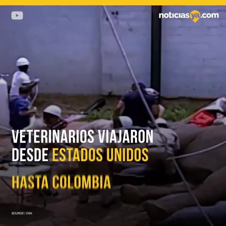 Endodoncia a elefante