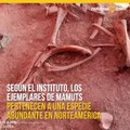 Descubren 60 mamuts y 15 restos humanos en México