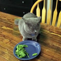 Cat doesn't finish Vegetables