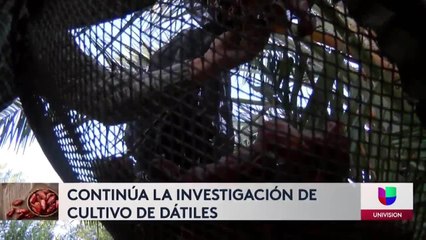 datiles