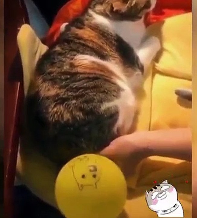Funny Cat Doing Stupid things