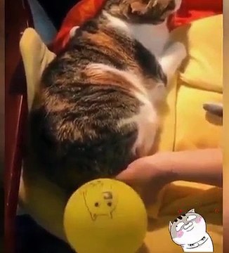 Funny Cat Doing Stupid things